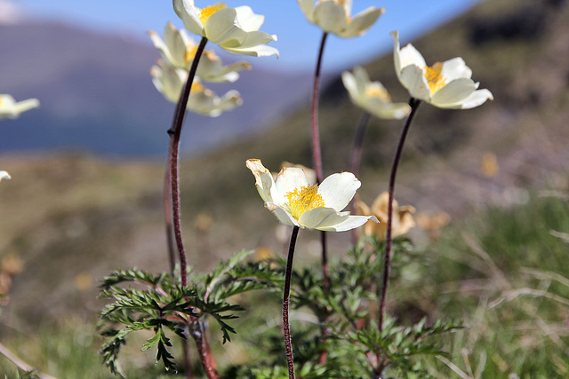 Schwefelanemone