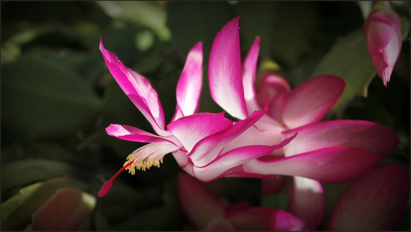 Schlumbergera