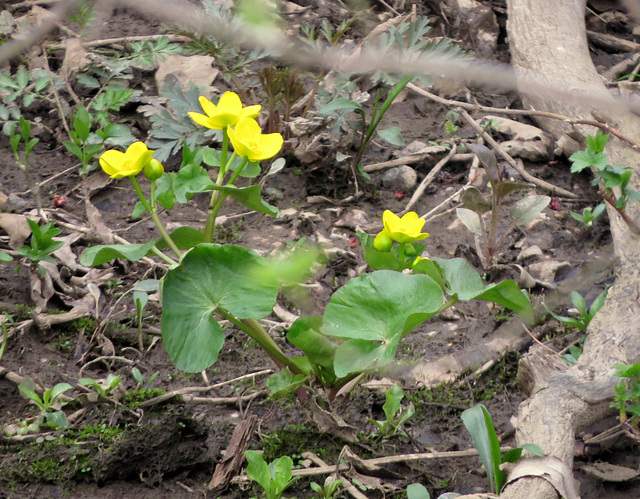 The first Marsh Marigolds