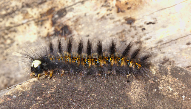 Caterpillar IMG_7560