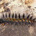 Caterpillar IMG_7560