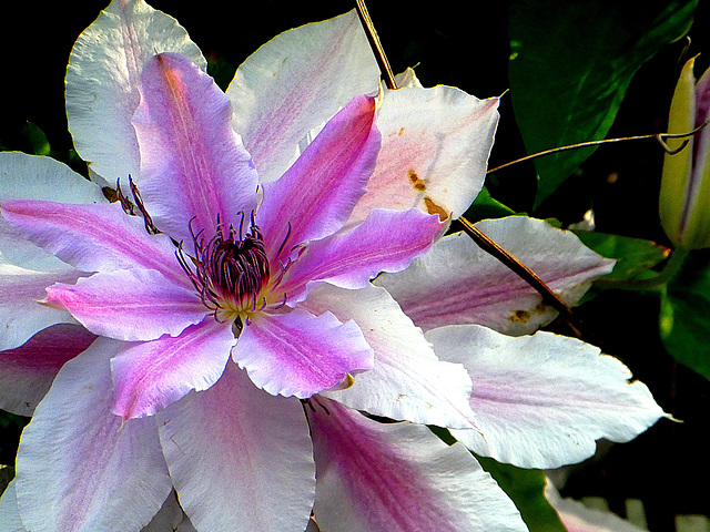 Clematis Jackmanii Nelly Moser.