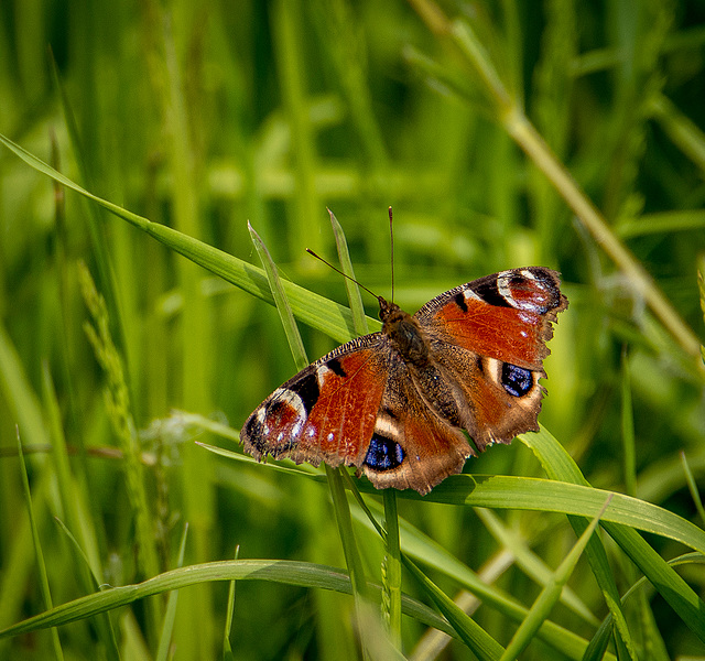 Peacock butterfly