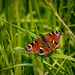 Peacock butterfly