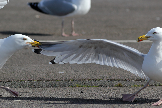 EOS 60D Unknown 13 01 3605884 GullFight dpp