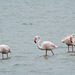 Südafrika 2019 Flamingos West Coast National Park