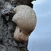 Fungal Growth (Birch Polypore) on old Birch