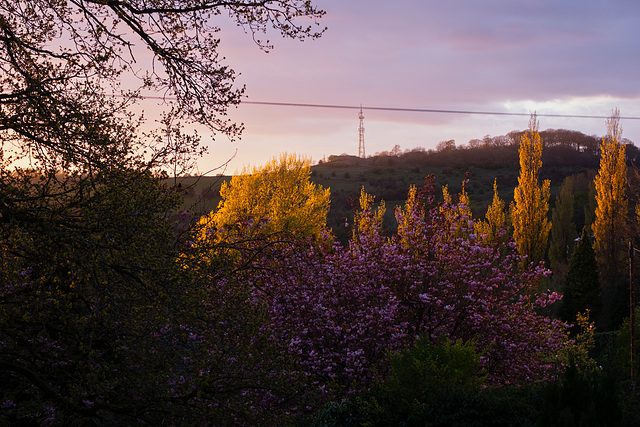 Evening light on the Poplar trees