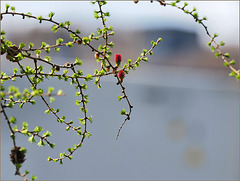 Junipers getting frisky this week.