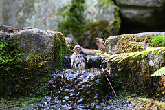 Chaffinch cooling down on a hot summer day
