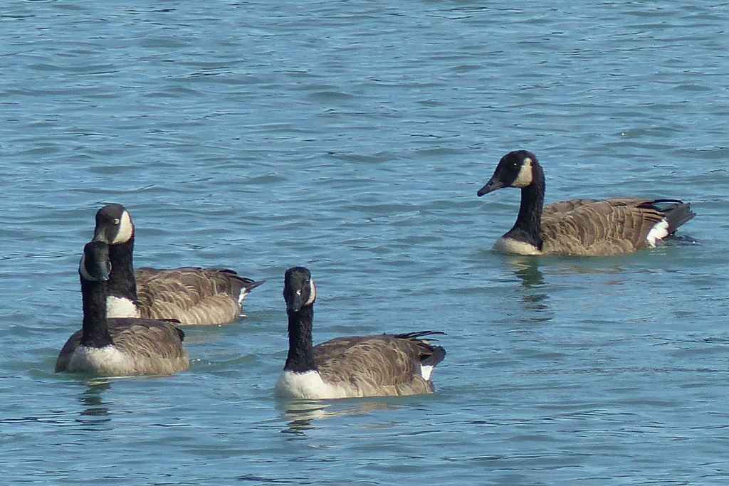 The Geese of Akaroa (5) - 28 February 2015