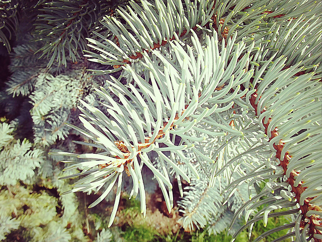 Blue spruce