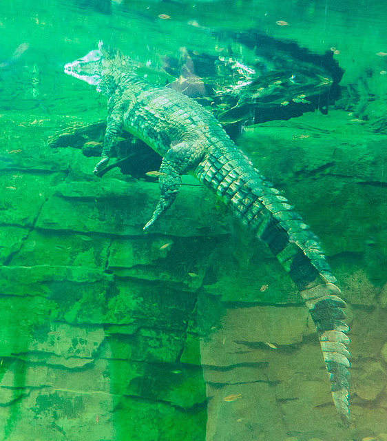 Underwater shot of a gharial crocodile