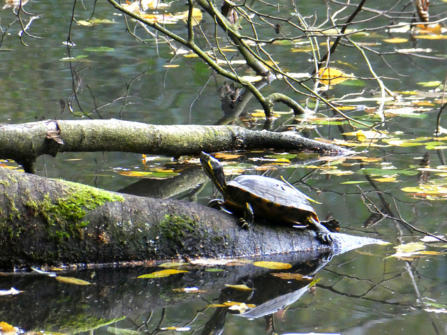 Schildpad