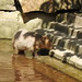 20210729 2274CP~V [D~OS] Wasserschwein, Zoo Osnabrück