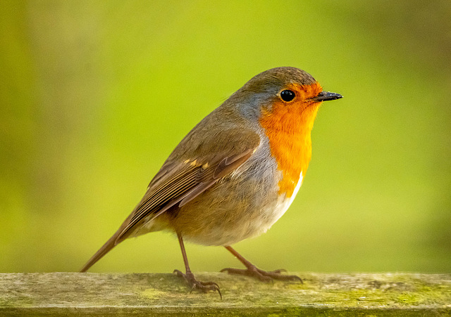 Robin