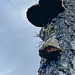 Hoof Fungus