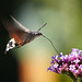 Der Kolibrifalter aus dem Süden - The Hummingbird Butterfly from the South
