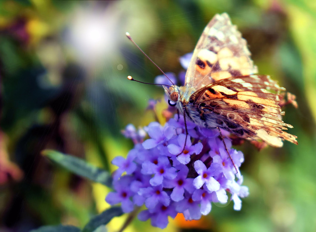 Painted Lady on Buddleia