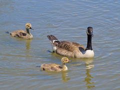 Canada Goose with Goslings