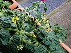 20240701 0400CPw [D~LIP] Tomate Vilma (Solanum lycopersicum), BS