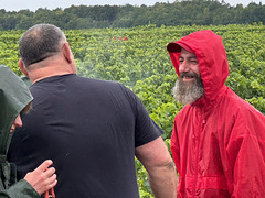 vendanges sous la pluie