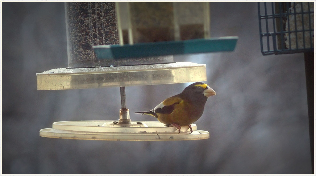 Evening grosbeak this morning, through flarey window