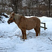 Horse thoughtful