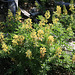 Yellow-flowering lupine