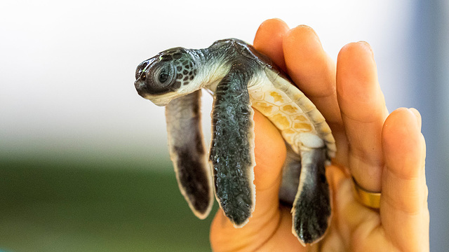 Sea turtle farm and Hatchery, Sri Lanka