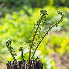 Dancing Ferns