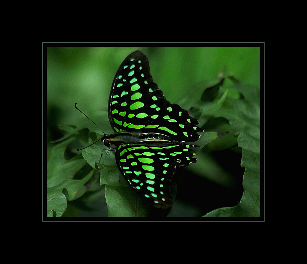 Green-Spotted Triangle Butterfly