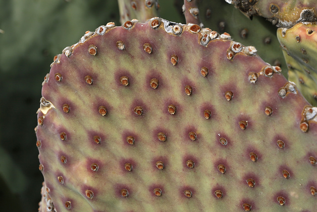 Purple-tinged Prickly Pear