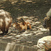 20210729 2275CPw [D~OS] Wasserschwein, Zoo Osnabrück