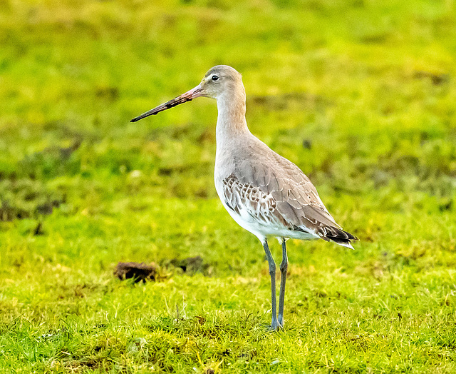 Black tailed godwit