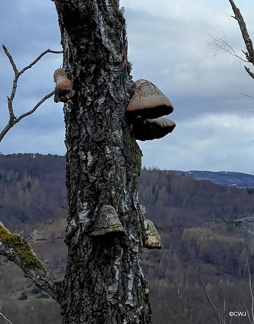 Hoof Fungus