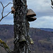 Hoof Fungus