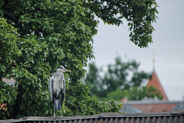 Vogel in Regensburg