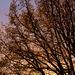 Evening light on the Oak tree - leaves opening