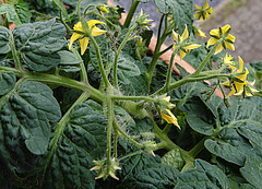 20240701 0401CPw [D~LIP] Tomate Vilma (Solanum lycopersicum), BS