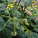 20240701 0401CPw [D~LIP] Tomate Vilma (Solanum lycopersicum), BS