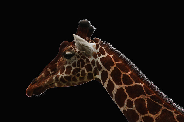 Je me demande si ça existe une girafe qui a le vertige ?... Je me demande si ça existe une girafe qui a le vertige ?...