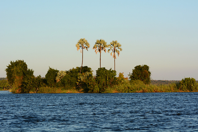 Zimbabwe, The River of Zambezi and Three Palms on the Island of Kalai