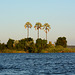 Zimbabwe, The River of Zambezi and Three Palms on the Island of Kalai