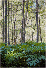 Along Geleenbeek