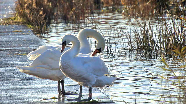 The Swan's