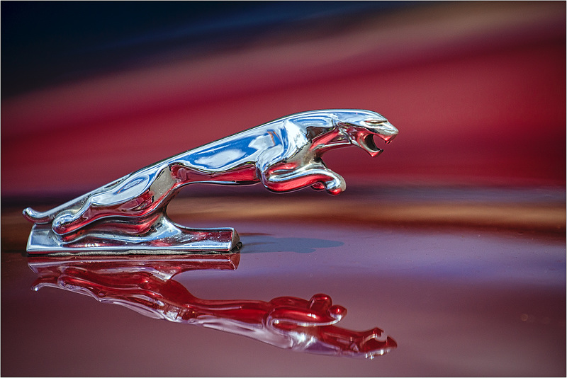 Jaguar 4 Z5A8761