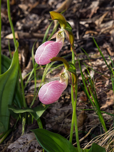 Cypripedium acaule (Pink Lady's-slipper orchid)