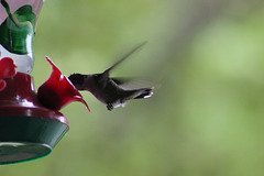 Ahhh!  so refreshing.    Hummingbird....our garden