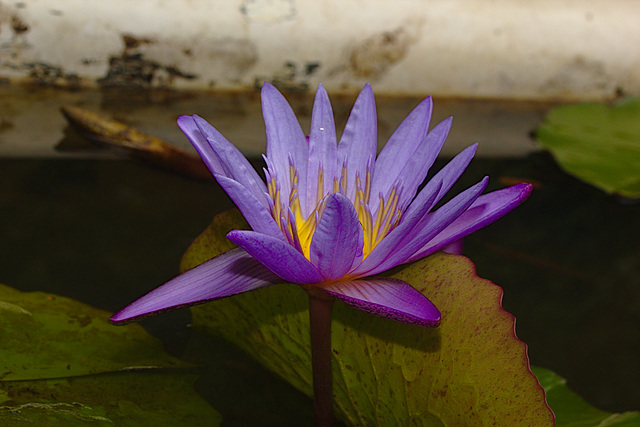 Water lily IMG_2088